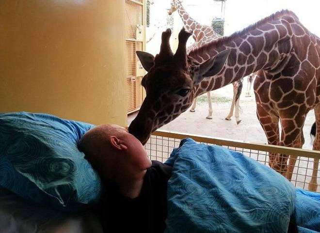 L’ultimo saluto della giraffa| all’amico malato di cancro