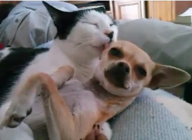 L’amore tra una gatta e un chihuahua in un video