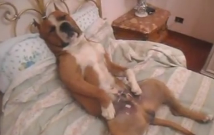 Il cane che dorme come un pascià – Video