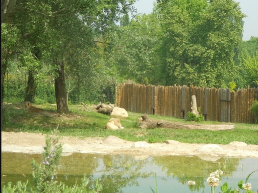 Prende il sole in topless al parco e insulta i carabinieri che la multano: “Fascisti e cor*uti”