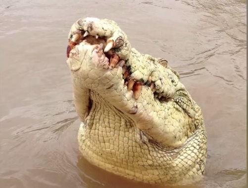 Giornalista del Financial Times si lava le mani in un fiume, sbranato da un coccodrillo