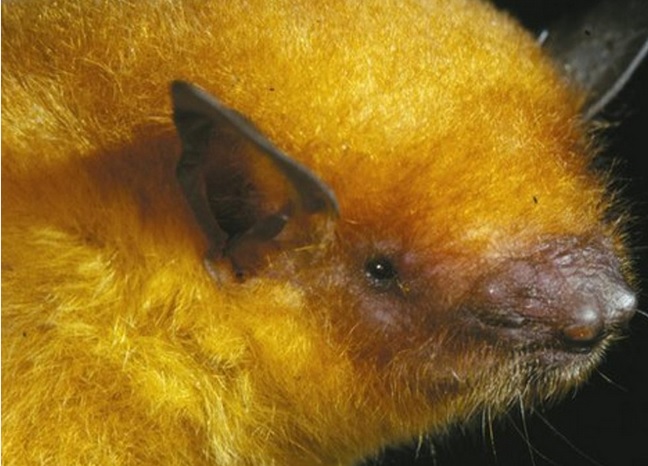 Scoperta nuova specie pipistrello: è dorato e vive in Bolivia – Foto