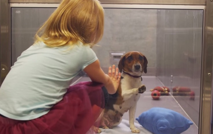 Lo spot sull’adozione dei cani commuove il web