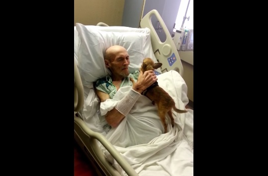 Il chihuahua gli fa visita in ospedale e lui ricomincia a mangiare