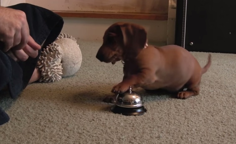 Cucciolo suona il campanello per reclamare i croccantini – Video