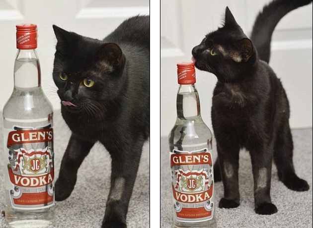 Missy, la gatta salvata con una flebo di vodka