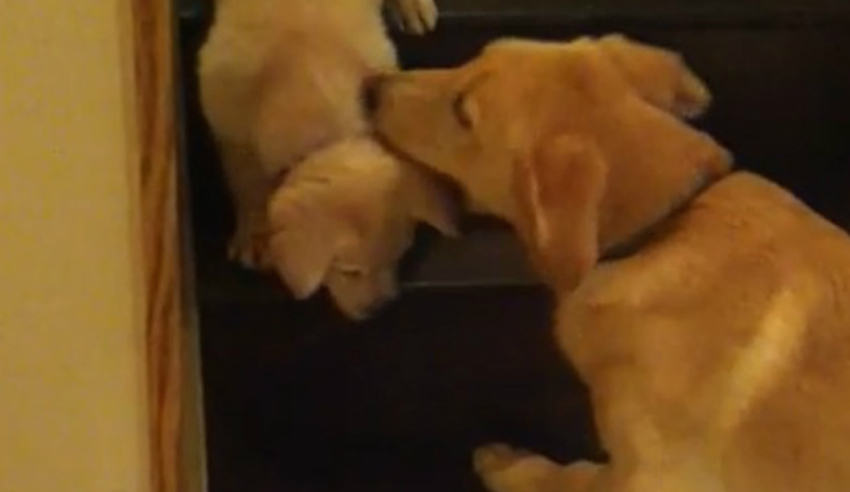 Mamma labrador insegna al cucciolo a scendere le scale