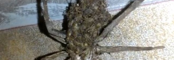 Ragno lupo in garage, ecco cosa trasportava sul dorso – Video