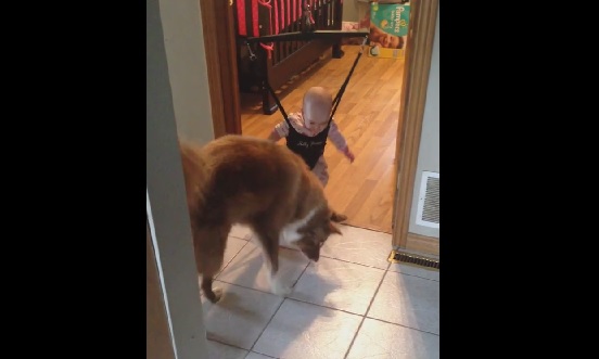 “Ti faccio vedere io come si fa”, il cane insegna al bimbo a saltare