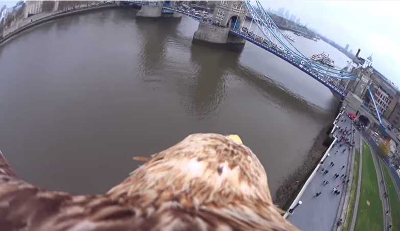 Aquila imperiale in volo su Londra – Video