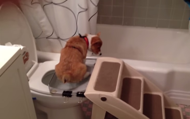 Il cagnolino che fa pipì nel water – Video