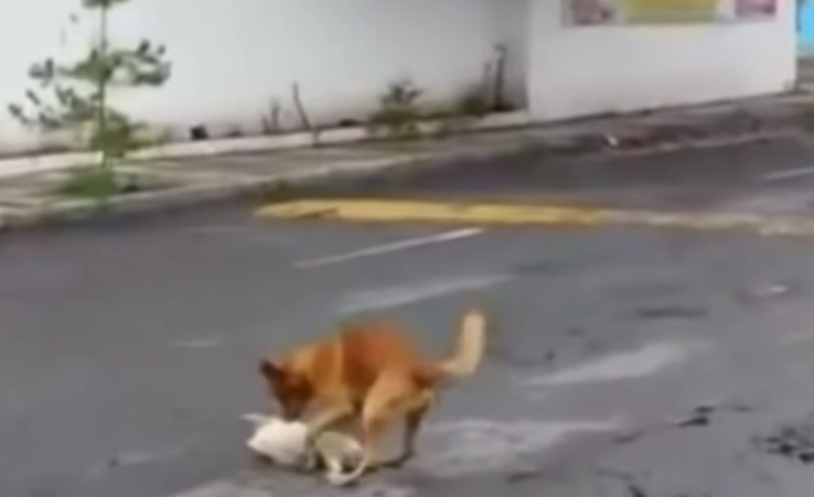 Il cane coraggioso che tenta di salvare il suo amico investito