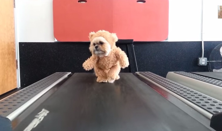 Il cagnolino travestito da orsetto che corre sul tapis roulant