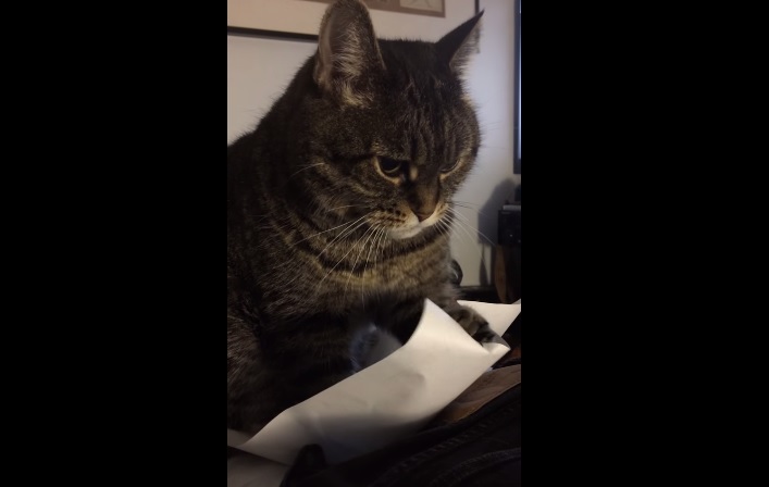 “Carta e gatto”, il micio più svogliato di sempre spopola sul web