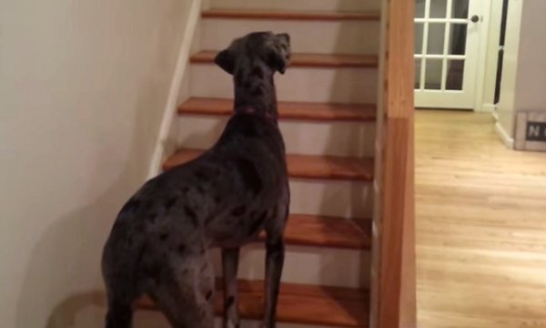 La reazione di un cane alla vista di un fantasma – Video
