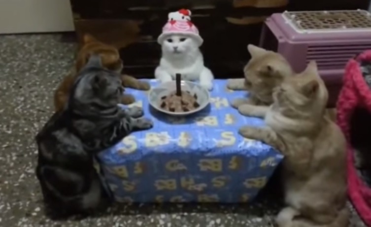 “Happy birthday Lolita”, l’inquietante compleanno di una gatta