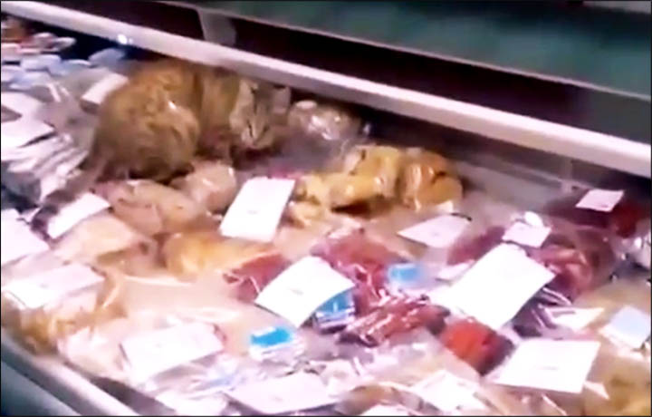 Gatto mangia pesce pregiato da 1000 dollari al duty-free – Video