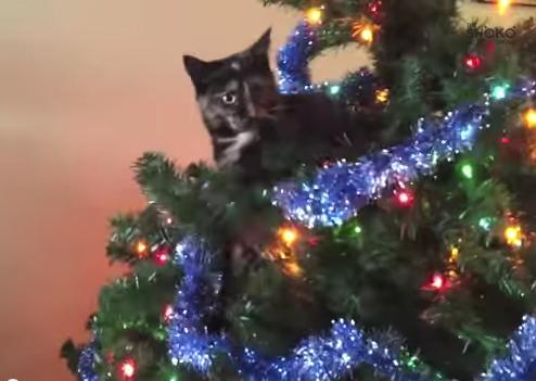 Gatti dispettosi che “odiano” il Natale – Video