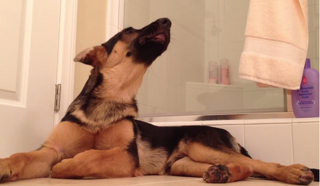 Il padrone canta sotto la doccia e il cane si unisce al coro – Video