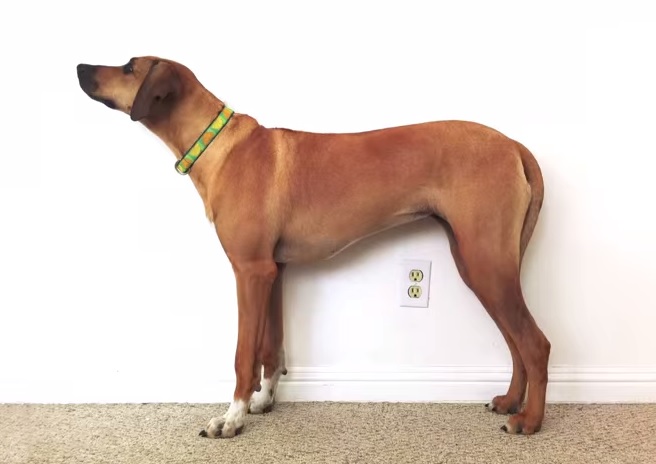 Da cucciolo ad adulto in 23 secondi, il video del cane in timelapse
