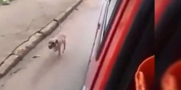 Il cane insegue l’ambulanza, dentro c’è  il suo padrone – Video