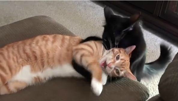 Gatto vs gatto, la battaglia epica tra due felini è virale