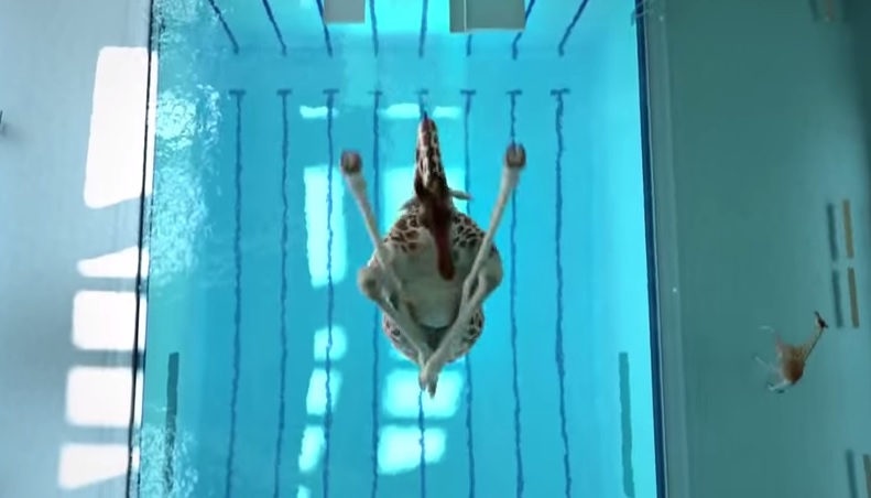 Giraffe acrobatiche si lanciano dal trampolino, il corto è virale