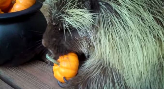 Tutti pazzi per il porcospino che ringrazia per il cibo – Video