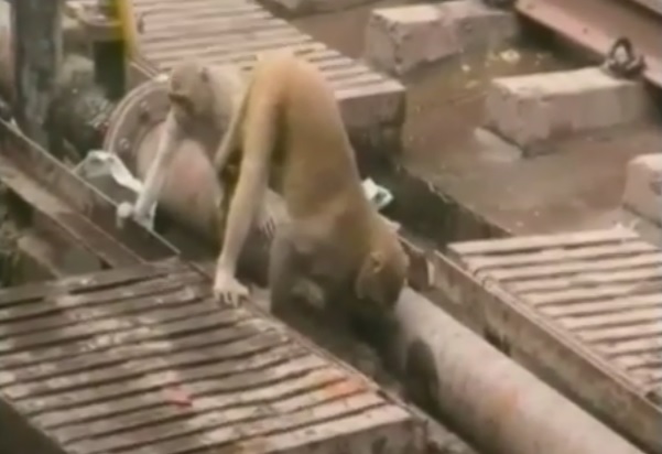 La scimmia salva l’amica rimasta folgorata e diventa un’eroina – Video