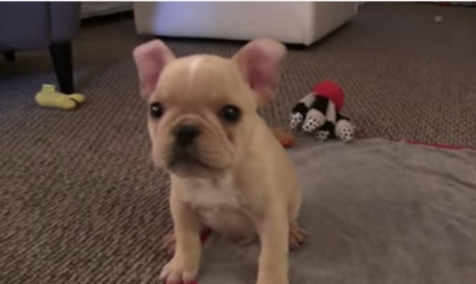 “Che allievo, Brody!”, il French Bulldog impazza sul web
