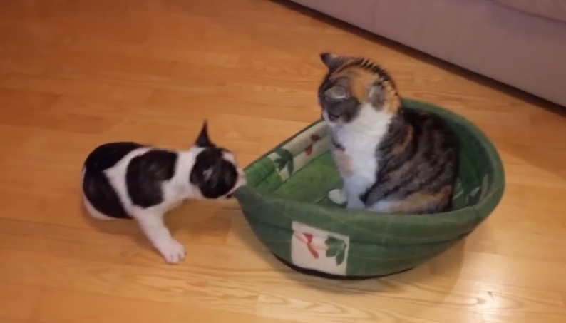 Tutta colpa della cuccia: lo scontro tra cane e gatto è virale