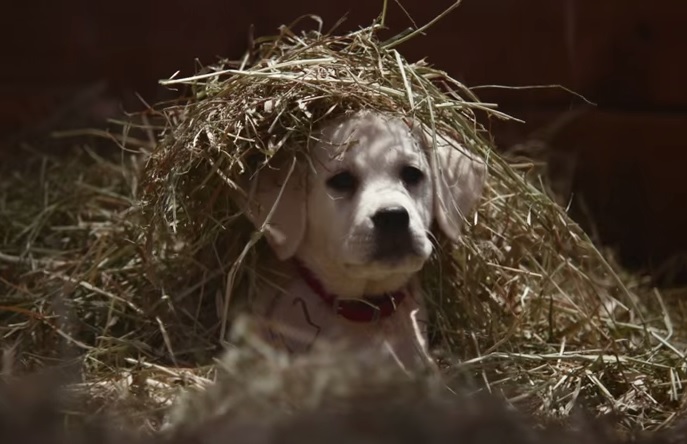 “Lost Dog”, il labrador e il cavallo tornano nel nuovo spot Budweiser