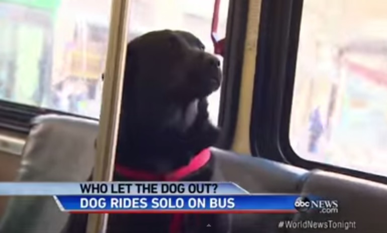 Il labrador che prende l’autobus per andare al parco – Video
