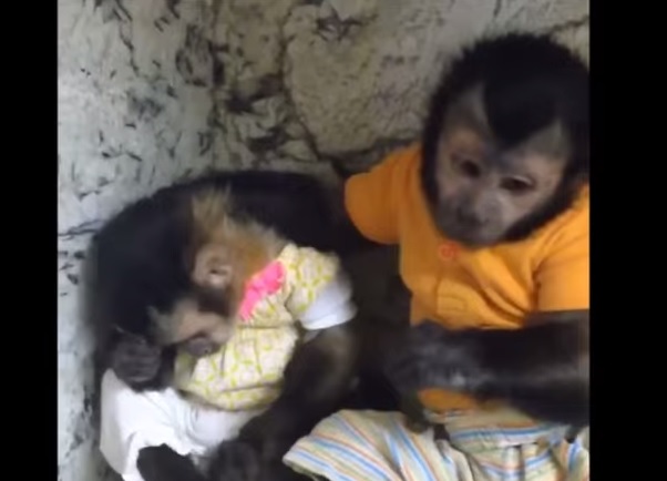 Angelica è triste, ma a consolarla ci pensa Toby – Video