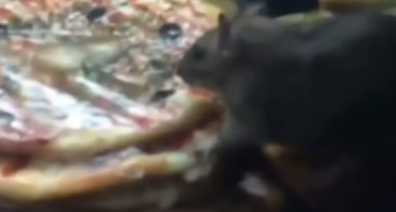 Russia, topi mangiano pizza nella vetrina di un fast food