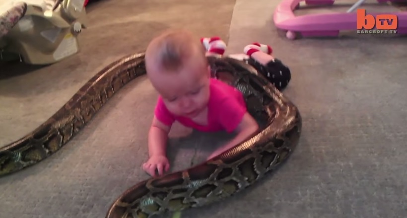 Bimba di 14 mesi gioca con un pitone di 4 metri – Video