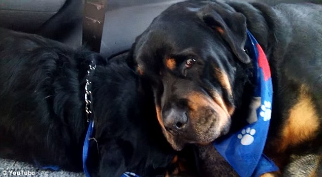 Il rottweiler piange per il fratello morto – Video