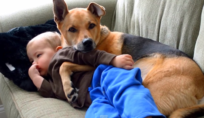 Il bimbo sta male? Ci pensa il cane – Video