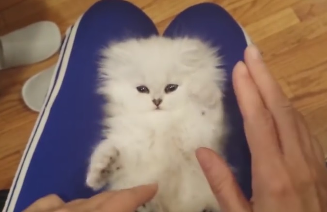 Il gatto che ama i grattini, il video è sensazionale