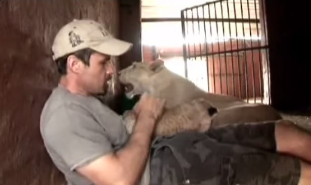 Tocca i cuccioli della leonessa, ecco la reazione del feroce animale