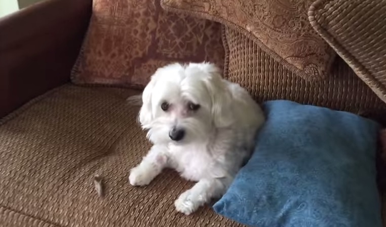 “Chi è stato?”….e il cane nega il misfatto, scopri chi è il vero colpevole