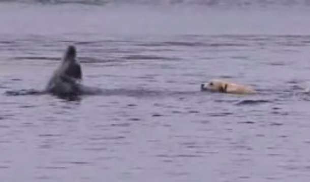 Delfino e labrador incantano ogni giorno gli abitanti di questa baia
