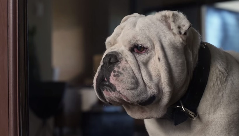 Lo spot per adottare 20 mila cani è virale – Video