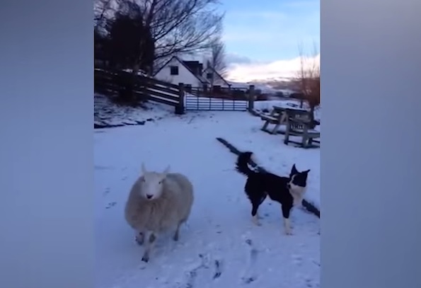 Pet, l’agnellino che pensa di essere un cane – Video