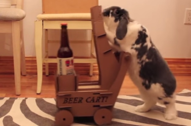 “Portami una birra”…e il coniglietto obbedisce – Video