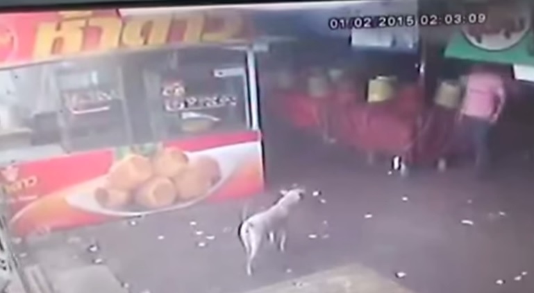 “Ben gli sta”, prova a dare un calcio ad un cane ma gli finisce male