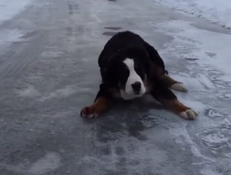 Il cane “pattinatore” che scivola sul ghiaccio – Video