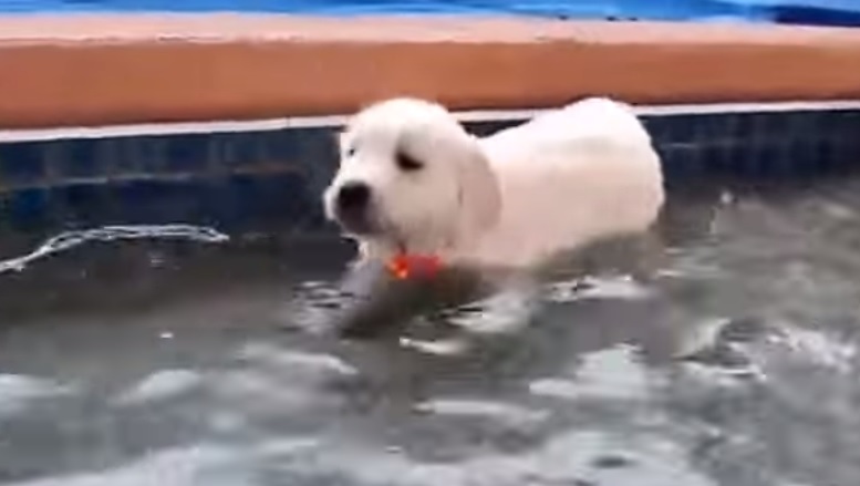 Il primo bagno dei cuccioli di Golden Retriever – Video