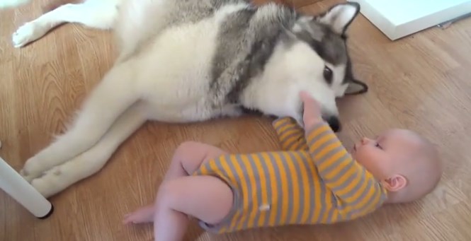 “Benvenuto a casa”, l’husky accoglie il cucciolo umano – Video