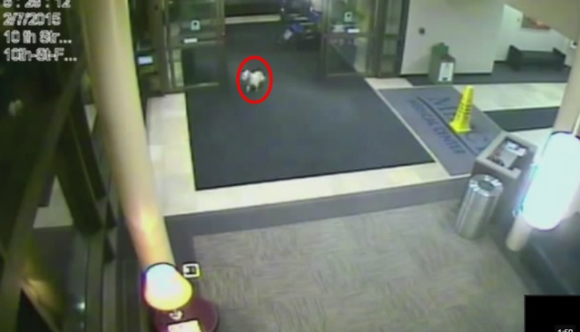 L’impresa di Sissy, scappa di casa per raggiungere la padrona in ospedale